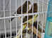 Canaries forsale