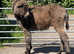 6 month old donkey