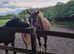 Dartmoor Hilland Pony. Free to 5* Home.