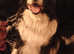 Stud long hair border collie dog stud fee £500.00