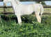 Login dusty 2 year old section a filly