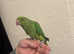 Hand reared ringneck