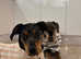 Leopard Dobermann confirmed pregnancy due May 2025!!!!