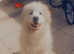 Pyrenees mountain dog for sale