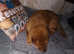 Female  chow chow red