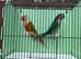 Proven pairs conure