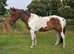 11yr old Gelding Cob x Trotter