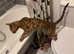 2 year old bengal female