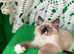 GCCF Reg. Big Blue Eyes FLUFFY Ragdoll Kittens