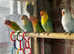 Lovebirds for sale