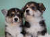 Welsh Corgi (Pembroke)