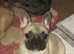 3 male frenchies 3 female frenchies