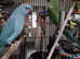 Blue and Green Bonded pair Ring necked Parakeets Available in Redbridge