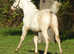 American Quarter Horse Colt