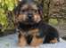 KC Registered Norfolk Terrier Boy