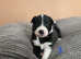 Beautiful Purebred Border Collie Puppies