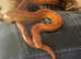 Adult female cornsnake
