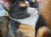 A Tuxedo Tabby and Tortoiseshell