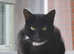 1 year old black cat