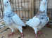 IRANIAN TOGHI PIGEONS
