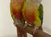 Pineapple cunner same tamed pair