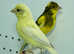 Pair of raza canaries for sale