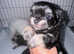 Adorable tini Malchi puppies