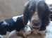 Sprocker puppies for sale. NOW REDUCED