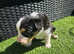 Pure border collie pups