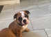 English Bulldog puppies