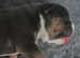 ABKC Pocket/standard AMERICAN BULLIES