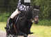 13.2hh BRP gelding