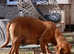 Labrador Fox Red Puppies for sale.