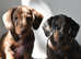 Mini smooth dachshunds