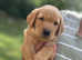 Handsome Labrador Puppy
