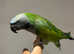 Baby Very Tame Cuddly  Derbyan Parrot,8