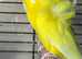 Bay Budgies's