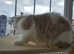 Registered Pedigree Exotic Kitten