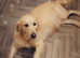 2 CHUNKY GOLDEN RETRIEVER PUPPYS