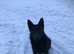 Wolf Dog Puppies