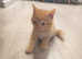 kittens are available