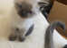 3 Birman kittens