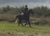 15.1/15.2h safe as houses happy hacker/ alrounder gelding