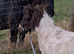 Pedigree shetland gelding broken