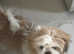 Female shih-tzu