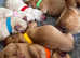 Champion Bloodline KC Labrador Retriever Puppies