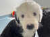 Beautiful old English sheepdog puppies