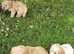 Lovely cavapoochon girl puppies for sale