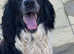 KC Registered English Springer Spaniels