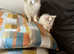 Maine Coon  cross kittens